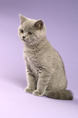 British Short Haired Kitten on a purple background