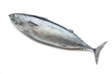 tuna on white background