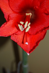 Amaryllisblüte