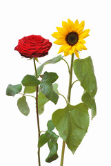 Obraz premium Rosa & Girasole