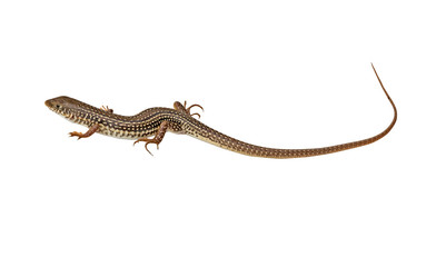 Close up of lizard