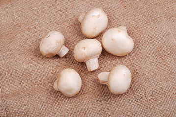 Fresh field mushrooms on a textile