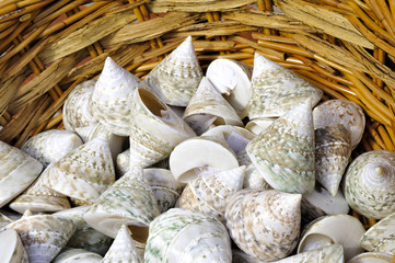 Muscheln im Korb