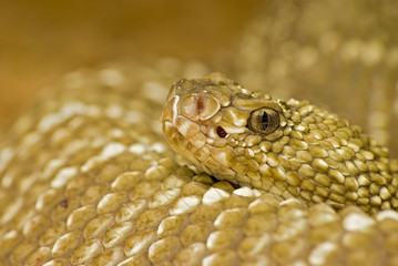 Fototapeta premium Klapperschlangenportrait 2