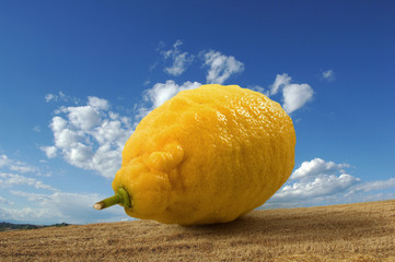Lemon trip © spinetta