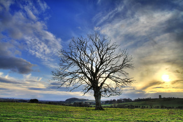 Fototapeta na wymiar Lonely winter tree