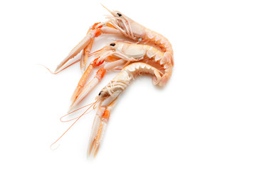 scampi on white background