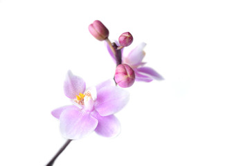 Obraz premium Flowers of beautiful orchid isolated