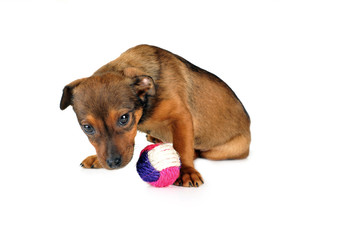 dog with ball