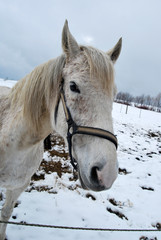Ponykopf