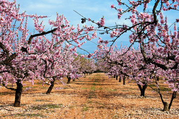 Fototapeta premium almond blossoms