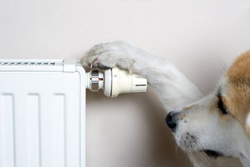 Dog adjusting comfort temperature on radiator - 21002241