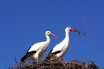 cigogne