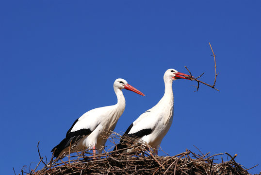 cigogne