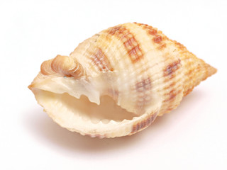 Seashell