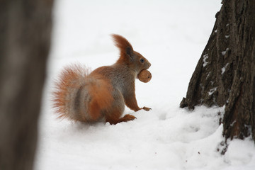 Squirrel with nut on a snow