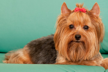 Yorkie with a red ribbon