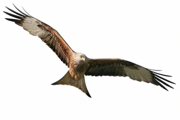 Photo sur Plexiglas Anti-reflet Aigle Cerf-volant gratuit