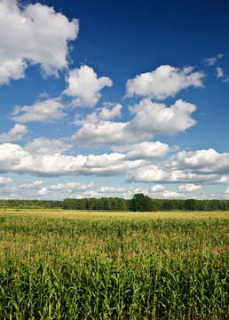 Corn field with a forest and the sky