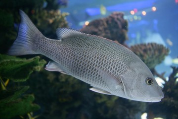 Beautiful Snapper saltwater fish with gray scales swimming