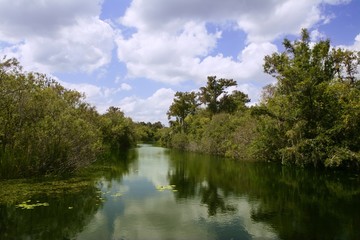 Mangroove river in everglades Florida landscape view