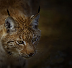 Luchsportrait