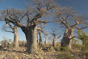 Fototapeta na wymiar Bosque de baobabs. Botswana.