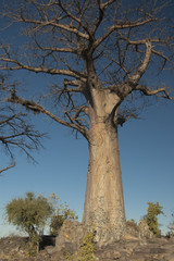 Forêt de baobabs. Botswana.