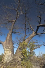 Store enrouleur tamisant Baobab Bosque de baobabs. Botswana.
