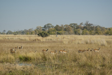 Fototapeta na wymiar Kobus leche. Delta del Okavango. Botswana.