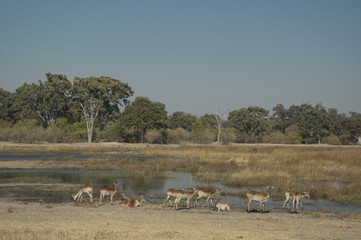 Kobus leche. Delta del Okavango. Botswana.
