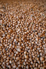 Almond stock texture background texture