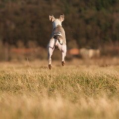 Springender Hund von Hinten