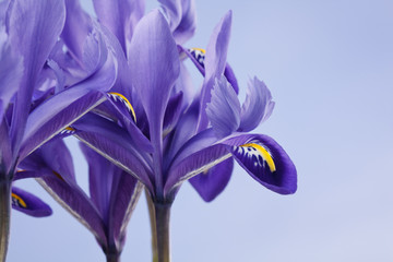 iris flowers.