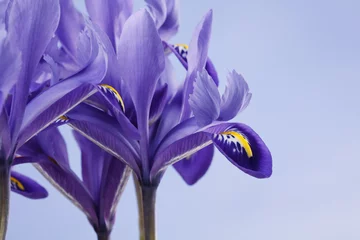 Deurstickers Iris iris bloemen.