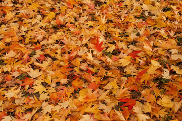 Colori d'Autunno