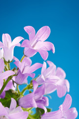 Fototapeta na wymiar Bluebell flowers