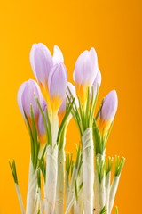 Fototapeta premium spring flowers.