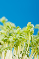 Fresh watercress salad.