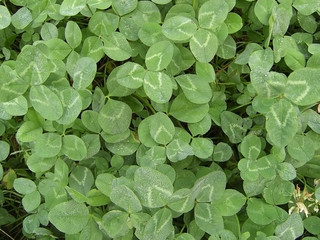 Dutch clover, herb, meadow; verdure; vegetation