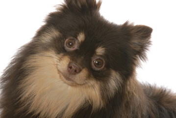 portrait of brown and tan pomeranian puppy on white