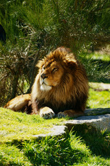 lion aux aguets
