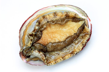 abalone