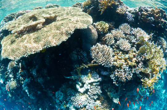 Fototapeta coral reef