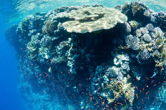 Fototapeta coral reef