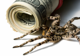 Spider ready for attack near dollars roll isolated on white
