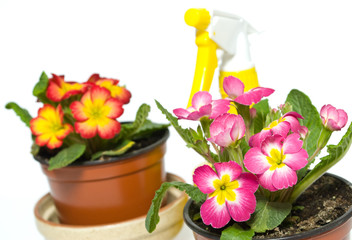 Flowers and pulverizer