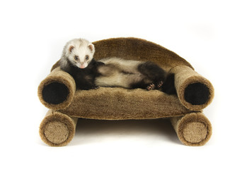 Ferret 1