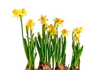 Kleine gelbe Narzissen © womue