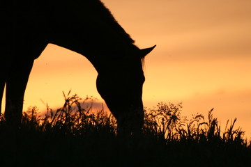 Pferd bei Sonnenuntergang